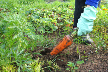 Female hands in gloves pulls a large carrot. The theme of gardening