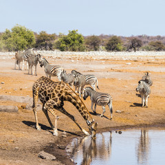 Obraz na płótnie Canvas Giraffe and zebras at waterhole in Etosha national park, Namibia.