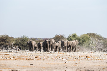 A herd of african elephants approaches a waterhole in Etosha national park. Namibia, Africa.