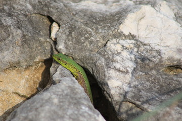 Small lizard
