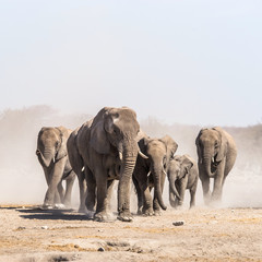 Fototapeta na wymiar A herd of elephants approaches a waterhole in Etosha national park. Northrtn Namibia, Africa.