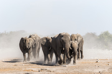 Fototapeta na wymiar A herd of african elephants approaches a waterhole in Etosha national park. Namibia, Africa.