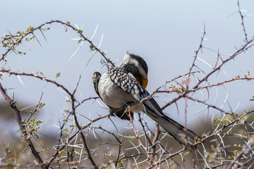 Southern Yellow-billed Hornbill (Tockus leucomelas) grooming its feathers. Etosha national park, Namibia