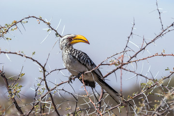 Southern Yellow-billed Hornbill (Tockus leucomelas) perched in a tree against blue sky. Etosha national park, Namibia