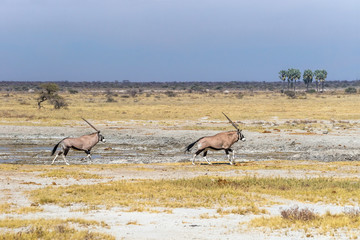 Fototapeta na wymiar Two oryx, or gemsbok, antelopes (Oryx gazella) running in the savannah of Etosha National Park in Namibia, Africa