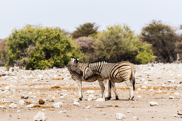 Fototapeta na wymiar Two zebras standing in savannah. Etosha national park, Namibia