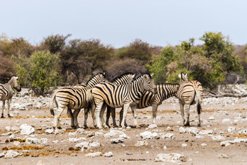 Obraz na płótnie Canvas A herd of zebras standing in savannah. Etosha national park, Namibia