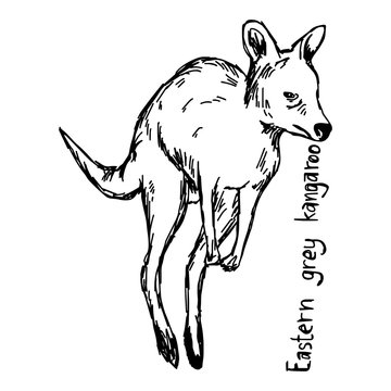 Eastern grey kangaroo - vector illustration sketch hand drawn with black lines, isolated on white background
