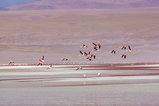 Fototapeta Flamingos im Flug bei der Laguna Colorada