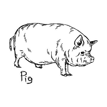 fat pig - vector illustration sketch hand drawn with black lines, isolated on white background
