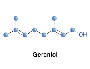 Geraniol is a monoterpenoid and an alcohol. It is the primary part of rose oil, palmarosa oil, and citronella oil. It also occurs in small quantities in geranium, lemon, and many other essential oils