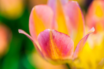 Colorful tulip flowers in spring season