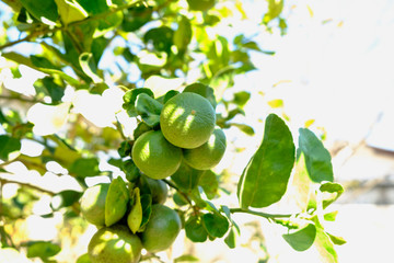 Fresh green limes hanging on a lemon tree.