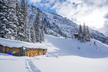 Chad with firewood in Austrian Alps
