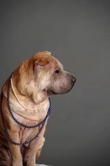Chinese Shar Pei dog