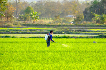 A farmers work in the paddy field to spray fertilizer