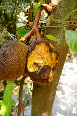 The jackfruit is eaten by rodents.