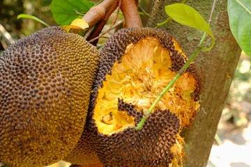 The jackfruit is eaten by rodents.