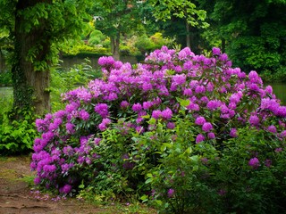 Naklejka premium Rhododendrons 