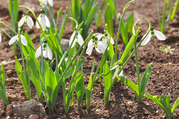 Snowdrop flowers in spring season. First flowers that blossom after a long winter.
