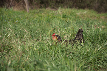 Muestra de una gallina en plena naturaleza.