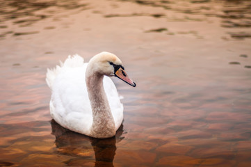 Swan on the Vltava River at Sunset