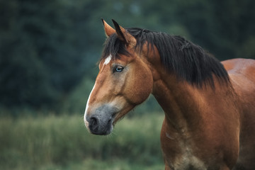 Portrait of a wild bay horse 