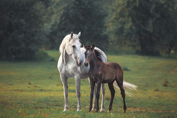 Obraz premium Mother's horse love
