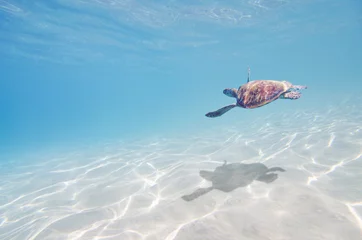 Wandcirkels plexiglas sea turtle underwater © elovich