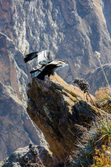 Condor at Colca canyon sitting,Peru,South America. This is a condor the biggest flying bird on earth