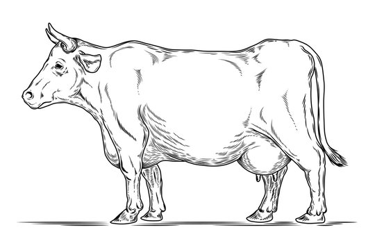  retro illustration of a cow.