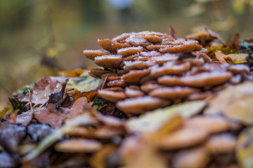 Ansammlung von kleinen Pilze im Wald