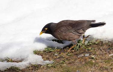Starling on the ground in winter