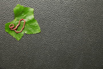 An earthworm on the fresh green leaf represent the animal and plant concept related idea.
