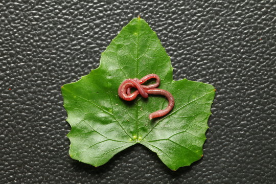 An earthworm on the fresh green leaf represent the animal and plant concept related idea.