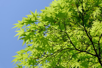 Fresh green leaves of Japanese maple ('Irohamomiji' in Japanese)