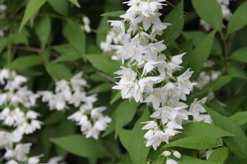 Deutzia gracilis Maiblumenstauch 