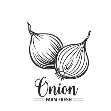 Hand Drawn Onion Icon.