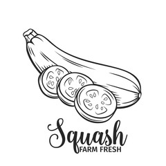 Hand drawn squash icon.