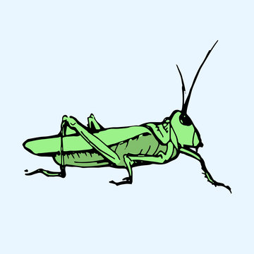 Green grasshopper Vector illustration.
