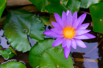 lotus flower
