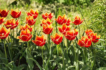 orange tulips in spring garden