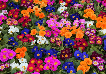 background of colorful primroses in early spring