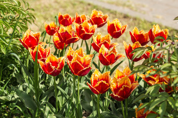 bright spring tulips