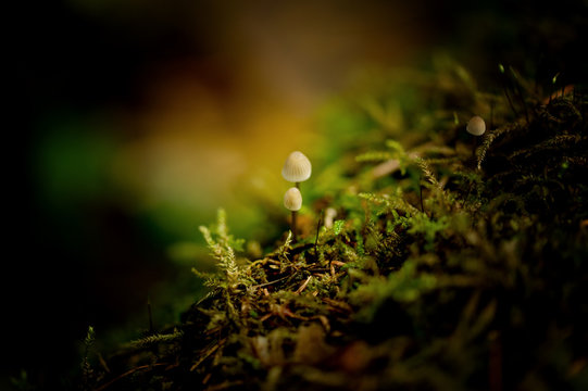 Pilze