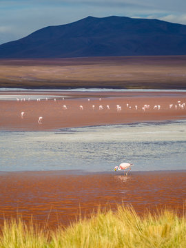 Pink flamingoes at laguna Colorada, Bolivia