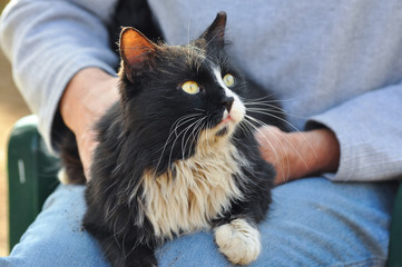 Man keeps and cuddle cat, black Siberian cat