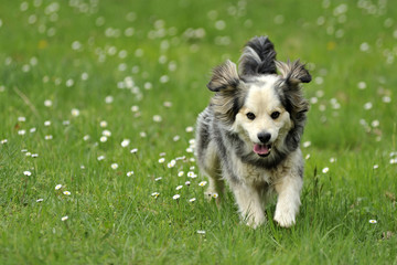 cane tra le margherite