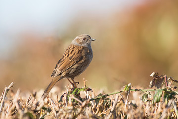 Dunnock, Prunella modularis