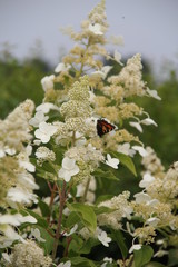 Hydrangea paniculata Kyushu Bl&uuml;te mit Schmetterling